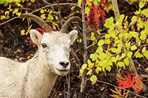 Sheep Prints: Dall sheep (Ovis dalli) in autumn forest, Matanuska Glacier, Alaska, USA. September