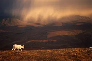 Hillside Prints: Dall sheep (Ovis dalli) solitary animal at sunset with a storm moving across the sky