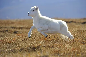 Dall sheep (Ovis dalli) yearling lamb running across alpine tundra, Denali National Park