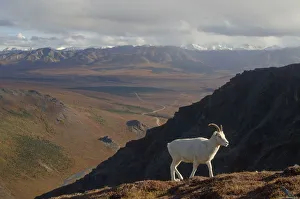Ovis Prints: Dall sheep {Ovis Dalli}female profile walking on hillside, Denali National Park, Alaska