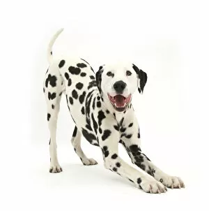 Playing Gallery: Dalmatian dog, Barney, 6 years, in play-bow stance, against white background