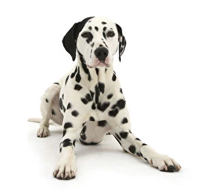 Images Dated 11th July 2013: Dalmatian dog, Jack, 5 years, with one black ear, lying with head up, against white