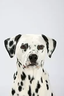 Dalmatian, head portrait, male aged 4 years