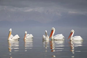 Dalmatian pelican (Pelecanus crispus) group of five resting on the lake, with mountain