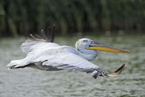 Dalmatian pelican (Pelecanus crispus) profile in flight, Danube delta rewilding area