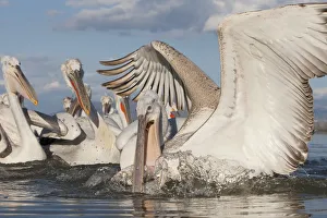 Dalmatian pelican (Pelecanus crispus) catching fish, Lake Kerkini, Macedonia, Greece
