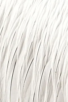 Dalmatian pelican (Pelecanus crispus) close up of feathers, Danube Delta, Romania