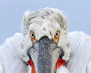 Dalmatian Pelican (Pelecanus crispus) close-up portrait. Lake Kerkini, Greece, March 2012
