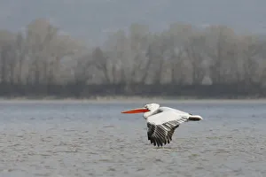 Pelicans Prints: Dalmatian pelican (Pelecanus crispus) flying over Lake Kerkini, Macedonia, Greece
