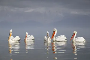 Pelecanus Prints: Dalmatian pelican (Pelecanus crispus) group of five resting on the lake, with mountain