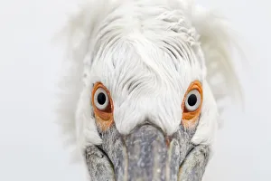 Dalmatian Pelican (Pelecanus crispus) head on close up portrait. Lake Kerkini, Greece