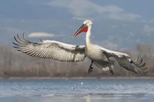 Pelicans Prints: Dalmatian pelican (Pelecanus crispus) landing on Lake Kerkini, Macedonia, Greece
