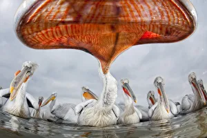 Dalmatian pelican (Pelecanus crispus) low angle perspective of open bill, Lake Kerkini