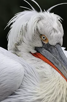 Images Dated 17th February 2009: Dalmatian pelican (Pelecanus crispus) portrait, captive