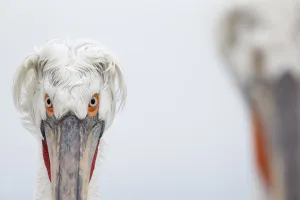 Dalmatian Pelican (Pelecanus crispus) portrait, Lake Kerkini, Greece