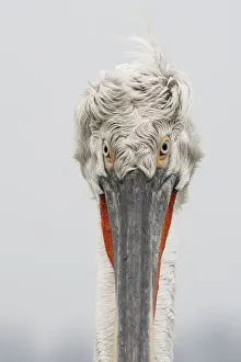 Dalmatian pelican (Pelecanus crispus) portrait, Lake Kerkini, Macedonia, Greece
