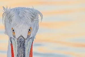 2020 December Highlights Gallery: Dalmatian pelican (Pelecanus crispus) portrait, Lake Kerkini, Greece, February