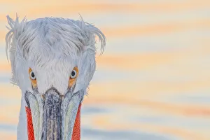 Images Dated 26th December 2019: Dalmatian pelican (Pelecanus crispus) portrait, Lake Kerkini, Greece, February