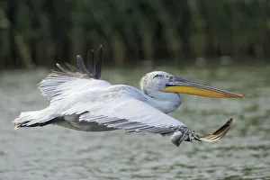 Dalmatian pelican (Pelecanus crispus) profile in flight, Danube delta rewilding area