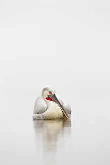 Misty Prints: Dalmatian pelican (Pelecanus crispus) resting on water in mist