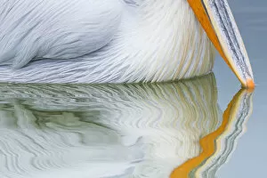 Dalmatian pelican (Pelicanus crispus) close up of beak tip reflected in water of Lake