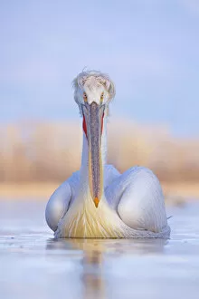 Images Dated 26th December 2019: Dalmatian pelican (Pelicanus crispus) Lake Kerkini, Greece