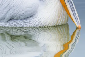 Pelecanus Prints: Dalmatian pelican (Pelicanus crispus) close up of beak tip reflected in water of Lake