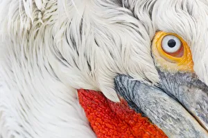 Images Dated 26th December 2019: Dalmatian pelican (Pelicanus crispus) close up of head, in breeding plumage