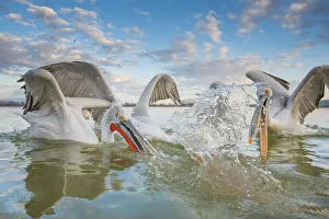 Dalmatian pelican (Pelicanus crispus) group squabbling over fish, Lake Kerkini, Greece