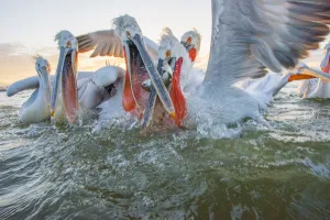 Dalmatian pelican (Pelicanus crispus) group squabbling over fish, Lake Kerkini, Greece