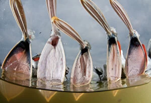 Dalmatian pelicans (Pelecanus crispus) low angle perspective of open bills, Lake Kerkini