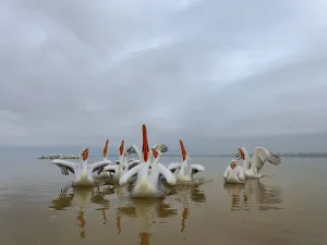 Anticipation Gallery: Dalmatian pelicans (Pelecanus crispus) squabbling over fish, Lake Kerkini, Greece, February
