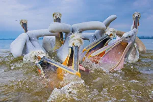 Images Dated 26th December 2019: Dalmatian pelicans (Pelecanus crispus) squabbling over fish, Lake Kerkini, Greece. March