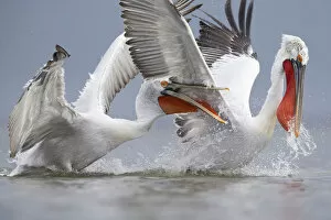 Dramatic Nature Collection: Dalmatian pelicans (Pelecanus crispus) fighting for fish. Lake Kerkini, Greece. February