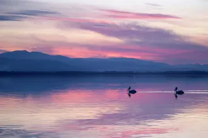 Skies Prints: Dalmatian Pelicans (Pelecanus crispus) in dusk light on lake
