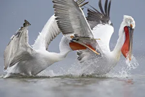 Rival Prints: Dalmatian pelicans (Pelecanus crispus) fighting for fish