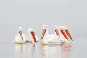 Groups Prints: Dalmatian pelicans (Pelecanus crispus) group on water in mist