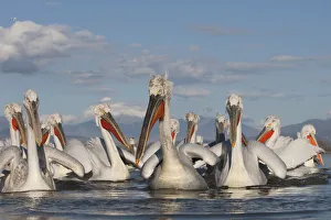 Pelicans Prints: Dalmatian pelicans (Pelecanus crispus) on Lake Kerkini, Macedonia, Greece, February 2009