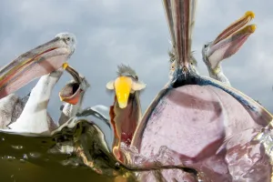 Dalmatian pelicans (Pelecanus crispus) low angle perspective of open bills whilst feeding