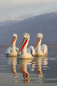 Three Dalmatian Pelicans (Pelecanus crispus) portrait on lake. Lake Kerkini, Greece