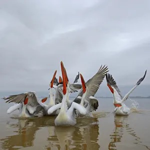Dalmatian pelicans (Pelecanus crispus) squabbling over fish, Lake Kerkini, Greece, February