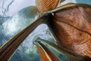 Part Of Prints: Dalmatian pelicans (Pelecanus crispus) underwater view of group feeding