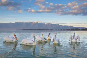 Images Dated 26th December 2019: Dalmatian pelicans (Pelicanus crispus) flock on water, Lake Kerkini, Greece