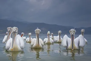 Images Dated 26th December 2019: Dalmatian pelicans (Pelicanus crispus) flock on water, Lake Kerkini, Greece