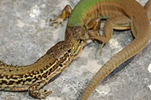 Images Dated 2nd July 2019: Dalmatian wall lizard, (Podarcis melisellensis), fight between two males with distinct morphs
