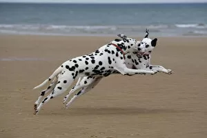 Animal Pattern Gallery: Dalmation dogs playing on beach, Norfolk, UK, August
