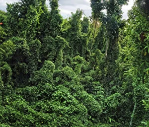 Damaged forest overgrown by various vines, a typical scene in western part of Dominica