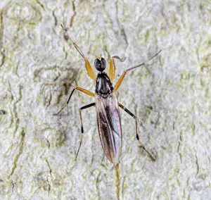 Diptera Prints: Dance fly (Tachypeza fenestrata) on beech trunk, portrait, Pennsylvania, USA. May