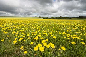 Dandelion fiowers (Taraxacum sp.) in field near Old Sodbury, Gloucestershire, England Dandelion fiowers (Taraxacum sp.) in field near Old Sodbury, Gloucestershire, England