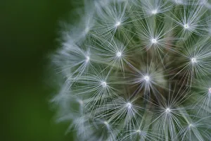 Seeds Gallery: Dandelion seed head (Taraxacum officinale) UK